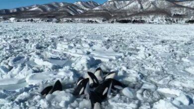 Photo of Ballenas atrapadas en el mar congelado de Japón logran liberarse
