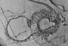 Photo of Descubren fósil de «dragón» acuático 