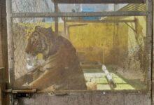 Photo of Aseguran tigresa durante un cateo en Monterrey