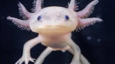 Photo of Hoy Día Nacional del ajolote
