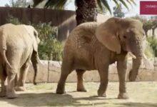 Photo of «Ely», la elefanta más triste del mundo, ya tiene una amiga