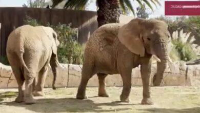 Photo of «Ely», la elefanta más triste del mundo, ya tiene una amiga
