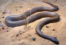 Photo of Mujer embarazada fallece, la mordió la serpiente más venenosa del mundo
