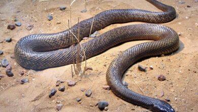 Photo of Mujer embarazada fallece, la mordió la serpiente más venenosa del mundo