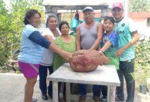 Photo of Yucateco cosecha camote gigante de casi 23 kilos