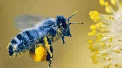 Photo of ¿Existe la abeja azul?