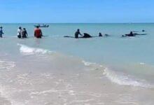 Photo of Varamiento de calderones en Celestún pudo ser por una orca
