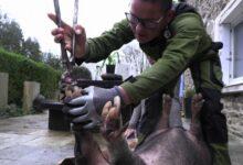 Photo of Alcanza el éxito con ‘pedicure’ para cerdos en Francia