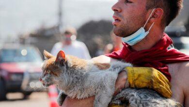 Photo of ¡Ellos también importan! Salvan a animales de los incendios en Chile