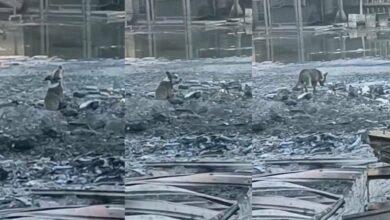 Photo of Perrito llora entre las cenizas de megaincendio en Nuevo León