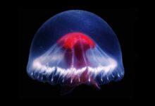 Photo of Descubren nueva medusa con una “cruz roja” dentro de una caldera volcánica