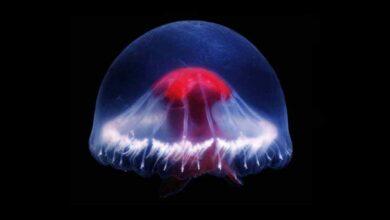 Photo of Descubren nueva medusa con una “cruz roja” dentro de una caldera volcánica