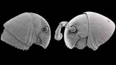 Photo of Descubren nuevas especies “rostro extraterrestre” de StarWars