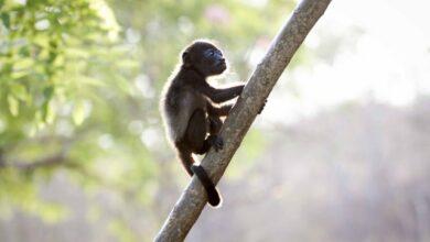 Photo of Punta Laguna, el Santuario de los Monos