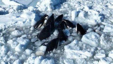 Photo of Orcas quedan atrapadas en un agujero en el hielo frente a Japón 