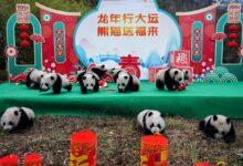 Photo of Pandas celebran el Año Nuevo del Dragón 