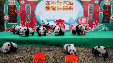 Photo of Pandas celebran el Año Nuevo del Dragón 