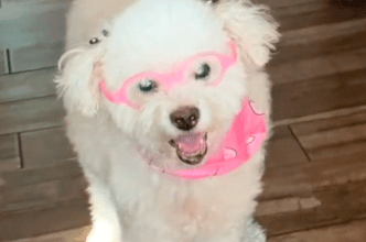 Photo of Le fabrica lentes especiales a su perrita con cataratas