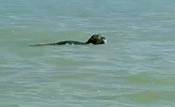 Photo of Captan de nuevo a jaguar nadando en la Ría de Celestún 
