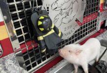 Photo of Penny, minipig la mascota de una estación de bomberos