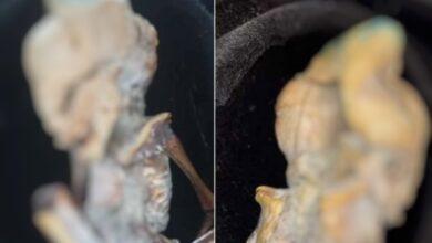Photo of Descubren misterioso feto momificado en Colombia