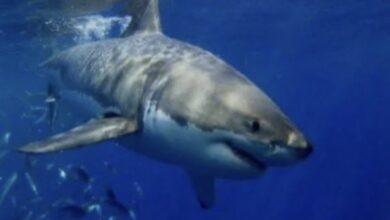Photo of Detectan a tiburón blanco en costa de Tamaulipas