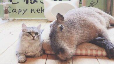 Photo of Cafetería llena de gatos y capibaras se viraliza 