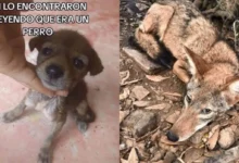 Photo of Adoptan a “perrito” y resultó un coyote; lo liberan