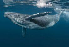 Photo of Piden otorgar derechos humanos a las ballenas