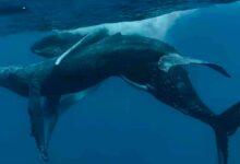 Photo of Captan por primera vez a ballenas jorobadas apareándose