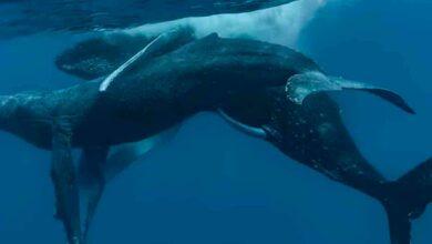 Photo of Captan por primera vez a ballenas jorobadas apareándose