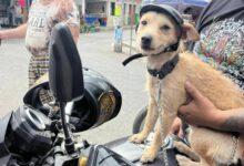 Photo of Con todo y casco, perrito se pasea en moto por Kanasín