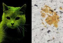 Photo of Buscan a gato radioactivo que cayó en tina de químicos 