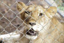Photo of Zoológico Animaya da la bienvenida pareja de leones