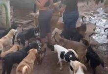 Photo of Niurka visita y dona artículos a refugio de perritos en Kanasín