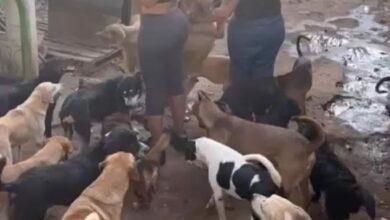 Photo of Niurka visita y dona artículos a refugio de perritos en Kanasín