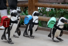 Photo of Pingüinos “regresan a clases” con tierno desfile