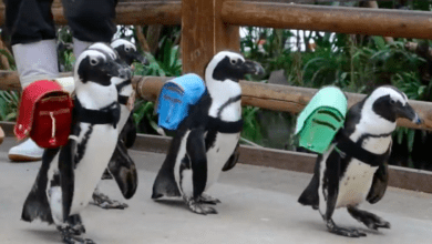 Photo of Pingüinos “regresan a clases” con tierno desfile