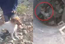 Photo of Rescata a perrito lanzado a un pozo por jóvenes