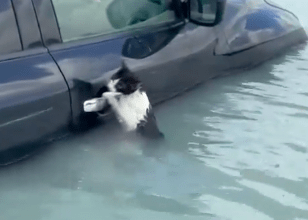 Photo of Rescatan a gatito de las inundaciones en Dubái