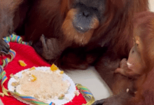 Photo of La orangután más vieja del mundo cumple 63 años