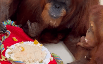 Photo of La orangután más vieja del mundo cumple 63 años