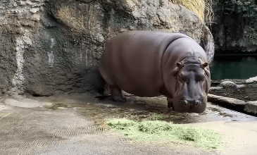 Photo of Hipopótamo que México dio a Japón resultó hembra; 12 años después se dieron cuenta