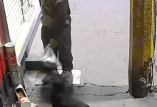 Photo of Hombre se roba las croquetas de perrito en situación de calle. VIDEO