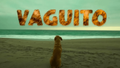 Photo of “Vaguito”: la película que está conmoviendo en redes