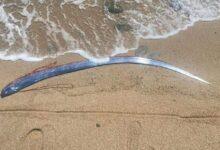 Photo of Aparece pez remo en playa de Baja California Sur; temen mal presagio