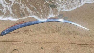 Photo of Aparece pez remo en playa de Baja California Sur; temen mal presagio