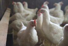 Photo of OMS pide vigilar transmisión de gripe aviar H5N1 a humanos