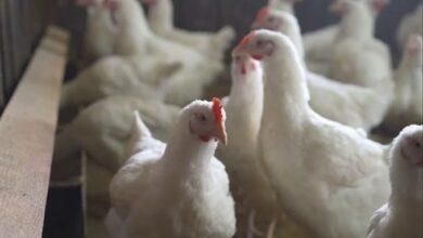 Photo of OMS pide vigilar transmisión de gripe aviar H5N1 a humanos