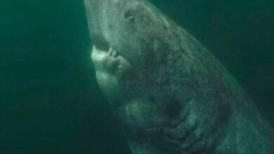 Photo of Reaparece el animal más viejo del mundo, un tiburón de 500 años